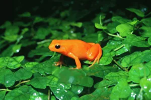 Frogs Collection: Golden Mantella Frog Rainforests of Madagascar
