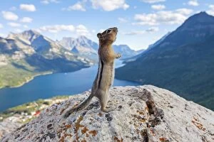 On Back Legs Gallery: Golden-mantled Ground Squirrel adult on rock