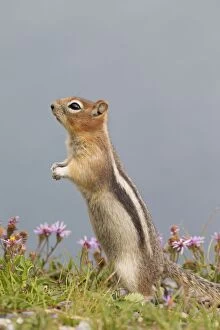 On Back Legs Gallery: Golden-mantled Ground Squirrel adult standing