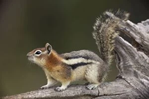 Images Dated 4th August 2010: Golden-mantled Ground Squirrel - with cheek pouches full of food - Montana - USA
