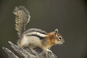 Images Dated 4th August 2010: Golden-mantled Ground Squirrel - with cheek pouches full of food - Montana - USA