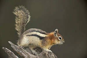 Images Dated 4th August 2010: Golden-mantled Ground Squirrel - with cheek pouches full of food