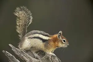 Golden-mantled Ground Squirrel - with cheek pouches full of food - Montana - USA