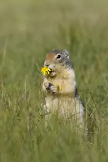 Golden Mantled Ground Squirrel - eating Dandelion flower - Rocky Mountains - Alberta - Canada MA001986