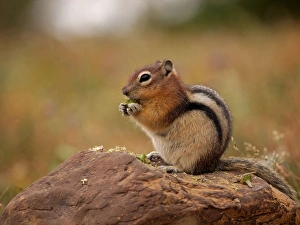 Images Dated 15th September 2011: Golden-mantled Ground Squirrel - feeding - Glacier National Park