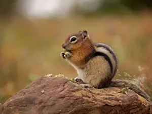 Golden-mantled Ground Squirrel - feeding - Glacier National Park
