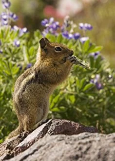 Golden-mantled Ground Squirrel - feeding among lupines and Magenta paintbrushes on Mount Rainier