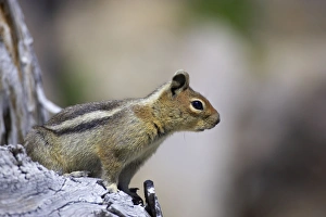 Images Dated 12th May 2006: Golden-mantled Ground Squirrel Mount Rainier Naional Park Washington State, USA MA000418