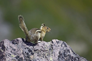 Images Dated 12th May 2006: Golden-mantled Ground Squirrel Mount Rainier Naional Park Washington State, USA MA000412