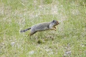 Images Dated 1st June 2009: Golden Mantled Ground Squirrel - running