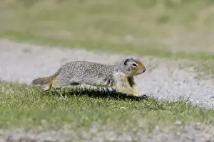 Golden Mantled Prints: Golden Mantled Ground Squirrel - running - Rocky Mountains - Alberta - Canada MA002024
