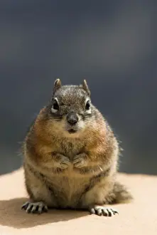 Golden-mantled Ground Squirrel Sitting on wall facing camera. Bryce Canyon, Utah. USA