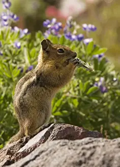 Golden Mantled Prints: Golden-mantled Ground Squirrel (Spermophilus lateralis) feeding among lupines and Magenta paintbrushes on Mount Rainier