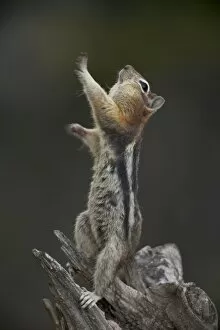 Golden-mantled Ground Squirrel - standing on hind legs with cheek pouches full of food