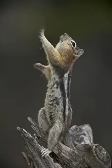 Agility Prints: Golden-mantled Ground Squirrel - standing on hind legs with cheek pouches full of food - Montana - USA