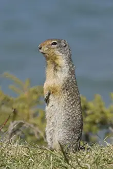 Golden Mantled Prints: Golden Mantled Ground Squirrel - standing upright on lookout for danger - Rocky Mountains - Alberta - Canada MA001947
