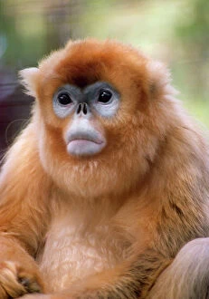 Images Dated 20th January 2010: Golden Monkey