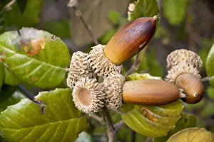 Mediterranean Prints: Golden Oak (Quercus alnifolia) foliage and acorns