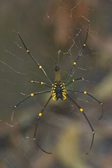 Golden Orb-weaver - big and colourful spider on its web waiting for prey
