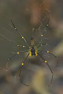 Orb Weaver Prints: Golden Orb-weaver - big and colourful spider on its web waiting for prey - Northern Territory