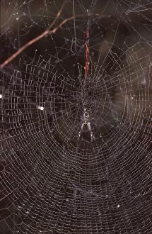 A Golden orb-weaver - female spider in web