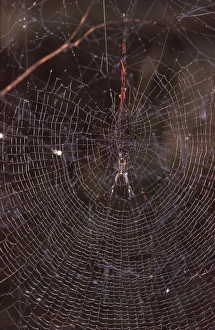 Images Dated 6th July 2006: A Golden orb-weaver - female spider in web