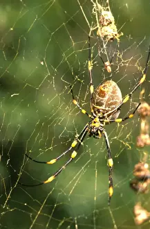 Webs Prints: A Golden orb-weaver - female spider in web with food debris and attendant male above