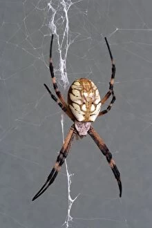 Images Dated 18th August 2006: Golden orb weaver - Size: abdomen only, 15 mm long; abdomen and head
