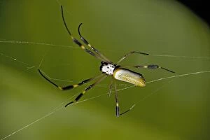 Images Dated 24th February 2006: Golden orb-weaver spider. Costa Rica