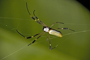 Images Dated 24th February 2006: Golden orb-weaver spider. Costa Rica