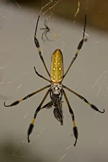 Arachnids Prints: Golden Orb Weaver Spider - female eating wasp - Costa Rica