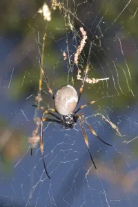 Images Dated 11th May 2010: Golden Orb Weaver spider - male approaches a female from above, hoping to mate with her