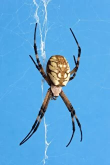 Images Dated 18th August 2006: Golden Orb Weaver Spider - Size: abdomen only, 15 mm long; abdomen and head