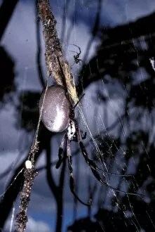 Images Dated 25th July 2006: Golden Orb-weaver spider - with much smaller male