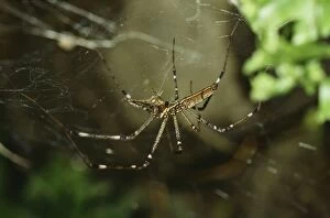 Weavers Gallery: Golden Orb-Weaver SPIDER - young female feeding