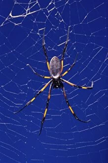 Images Dated 30th April 2007: Golden Orb-web Spider