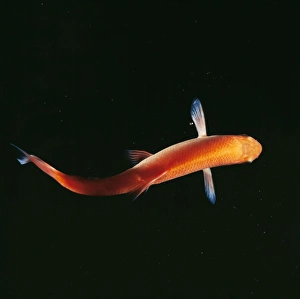 <b class=qtipBold><figcaption>Golden Orfe</figcaption></b><br>BB-475 GOLDEN ORFE Leuciscus idus Brian Bevan Please note that prints are for personal display purposes only and may not be reproduced in any way.<br><em>© Brian Bevan/ardea.com</em> Golden Orfe