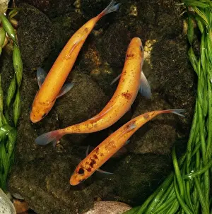 From Above Prints: Golden Orfe