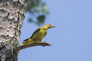 Twig Gallery: Golden Oriole - adult female perched on a branch - Germany