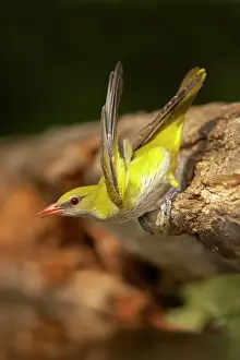 Drinking Prints: Golden Oriole - Female drinking from forest pool Oriolus oriolus Hungary BI015868