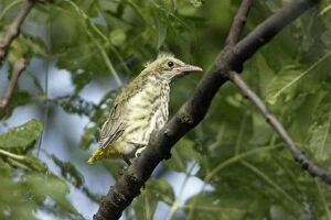 Images Dated 3rd July 2005: Golden Oriole - Juvenile sitting in tree Bavaria, Germany