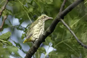 Oriole Prints: Golden Oriole - Juvenile sitting in tree Bavaria, Germany