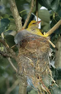 Oriole Prints: Golden Oriole - at nest