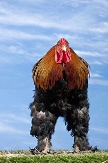 Roosters Gallery: Golden Partridge Brahma Chicken Cockerel