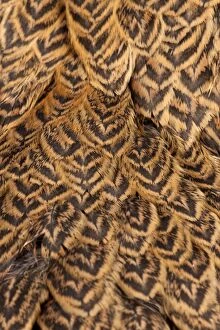Backgrounds Gallery: Golden Partridge Brahma Chicken Hen close-up of feathers