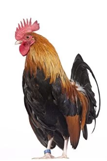 Bantam Gallery: Golden Partridge Pictave Bantam Chicken Cockerel