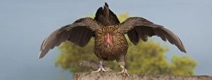 Bantam Gallery: Golden Partridge Pictave Bantam Chicken hen