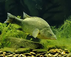 Perches Prints: Golden Perch / Yellowbelly - Australia JPF02222