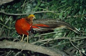 Images Dated 8th June 2010: Golden Pheasant - male