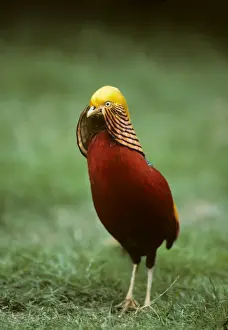 Golden Pheasant Norfolk Wildlife Park Norfolk, UK BI006922